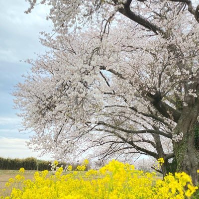 かなで ❁⃘*.ﾟさんのプロフィール画像