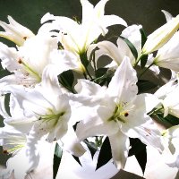 beroban kazetorin (@kazetorin) 's Twitter Profile Photo