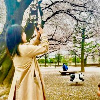 あお (@aoi_mimosa) 's Twitter Profile