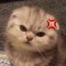 animals with evil auras (@evil_auras) Twitter profile photo animals with evil auras (@evil_auras) Twitter profile photo