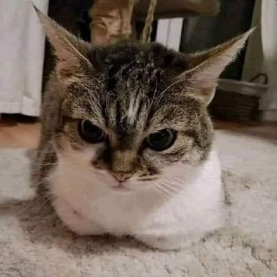 blogueurprofes's profile picture. 