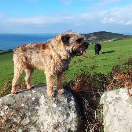 0wned by three border terriers (Holly 🌈💕  Kimi and Bryn) We are lovers of Welsh mountains and coastal areas and good food