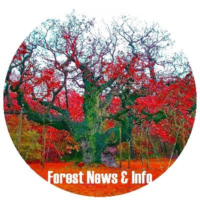 ForestNews_Info Profile Picture