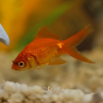 Official Twitter account of Goldie the Vegas Golden Knights goldfish