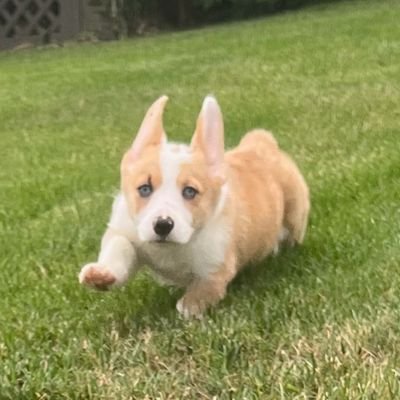 AKA Pembroke Welsh Corgi 🖤🐾
Born 5/23/2022