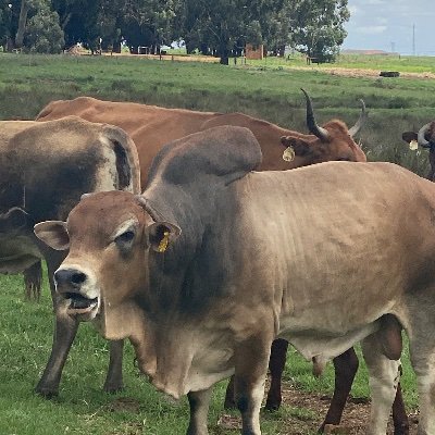 Country man, Loves nature, Travelling, Wildlife safari, Anti poaching , Boran, Blackhead Persian, BoerBok and Red Kalahari breeder 😃 Proudly South African