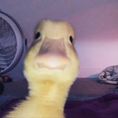 heyRajaa's profile picture. Full stack developer, TypeScript/Python, React.js/Django
#Free_palestine