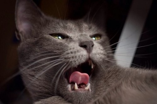 KatrinTheOne's profile picture. 