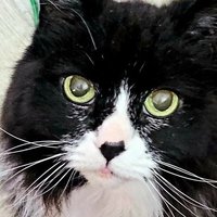 Nica ๐ค๐ค๐ค (@nicathecato) 's Twitter Profile Photo Nica ๐ค๐ค๐ค (@nicathecato) 's Twitter Profile Photo