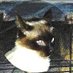 Crimsongcat (@crimsongcat) Twitter profile photo Crimsongcat (@crimsongcat) Twitter profile photo