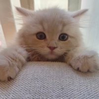 つきみねこ (@____tukimineko) 's Twitter Profile