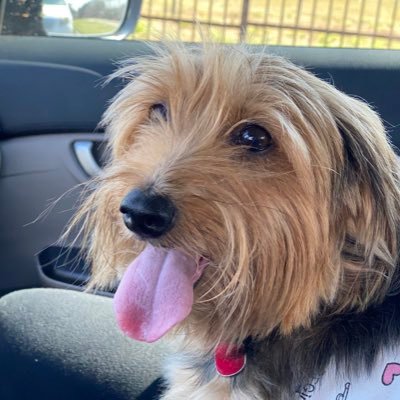Gaby09011997's profile picture. In love with my fur babies