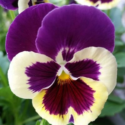 violetviolet Profile