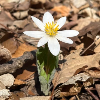 Restoration of farmland to pre-settlement conditions with YOUR help! Trails on 510 acres are FREE & open to the public sunrise to sunset every day of the year.