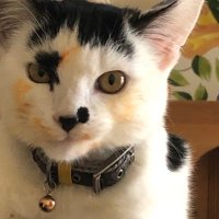 Dale Flower (@boycottsbat) 's Twitter Profile