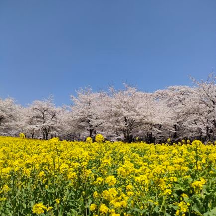 2023年4月中央大学法学部通信教育課程に3年次編入した地方公務員です。
仕事（育休中）、4歳娘＆0歳息子の育児、学業のバランスを取りつつのんびり卒業を目指したいと思います。
無言フォロー失礼します_(._.)_
#中大通教　#社会人大学生