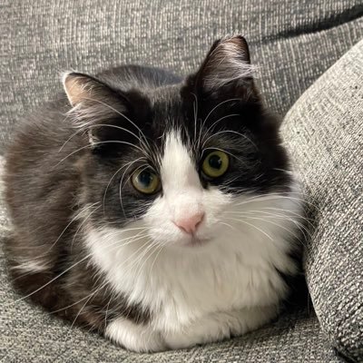 nara2022fip's profile picture. FIPになってしまったナラを助けたい！現在クラウドファンディングを立ち上げております。ナラのためにご支援お願い致します。直接支援も受付しております。