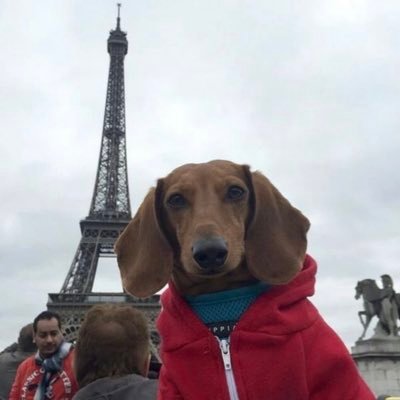 guilprestes's profile picture. 