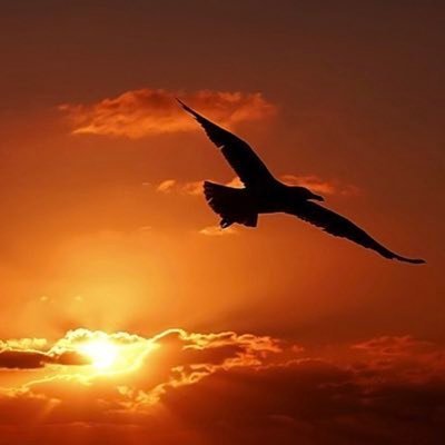 Crypto & Blockchain enthusiast🎖

||Airdrops hunter

||Speak english and french