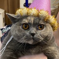 SweepyBoop🇺🇸🇯🇵💍🐈⬛ (@sweepyboop) 's Twitter Profile