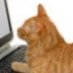 cat on the catputer??? (@michiamanone) Twitter profile photo cat on the catputer??? (@michiamanone) Twitter profile photo
