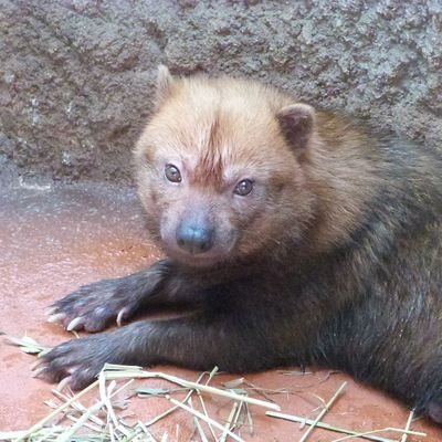 2丁目のハシビロコウに会ってから６か所の動物園を回る目標は完遂しました、上野は2頭しか展示されていなくてあと2頭まだ会えてないです。目を合わせてくれるのは２丁目のハシビロコウだけ。