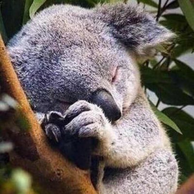 Koala70941836's profile picture. 