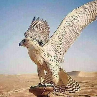 انا يماني وافتخر شموخ وعزه وكرامه واخلاق وحب ورووومنسيه منفتح لتعارف الجاد والصادق