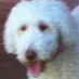 Cranky Poodle (@crankypoodle2) Twitter profile photo Cranky Poodle (@crankypoodle2) Twitter profile photo
