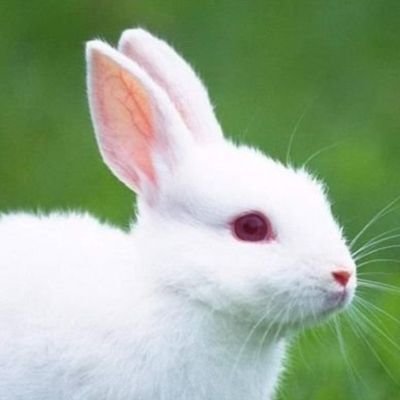 (She/Her)
(MINOR. NSFW DNI.)
Artist, Singer,
Loves: Anything Creepy, Marvel, Fnaf, Dolphins, Titanic, TWF
(Parody Account)
(Not Affiliated with Scott Cawthon)