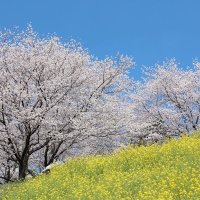 城日菜子 (@ooj6d6el0d13870) 's Twitter Profile