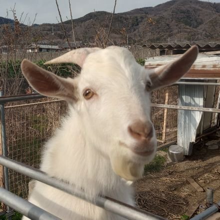 サルのような🙉オカン大佐さんのプロフィール画像