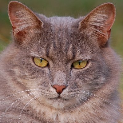 lukstere's profile picture. Private Kitty Account for @ukanio