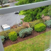 PTFROMPNW (@mjfrog2009) 's Twitter Profile