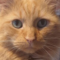 Belfast Cat(@CatBelfast) 's Twitter Profile Photo