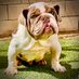 molette _bulldogs (@terronmolette1) Twitter profile photo