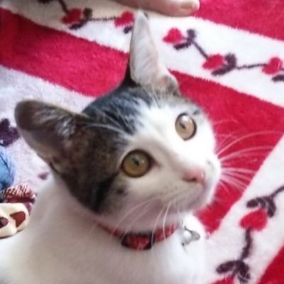 vowwowrockmenow's profile picture. 野球⚾カープが好きです。ネコ、ステイサム＆モモア。麺類は苦手。パンとグリーンカレーが好きなオバサンです🙋DM見ません。