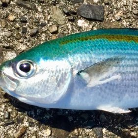 osakana1313's profile picture. 暗号資産を一本釣り！！ #zkApes PXNCK2CT