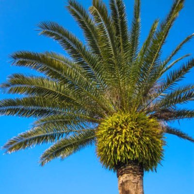 Cycad202304's profile picture. 東大卒、 元受験エリート、IQ160以上/日本の未来、特に教育に関心あり/その他関心事は数学、テクノロジー、経済、金融、経営、ベンチャー、社会、Web3、持続可能な世界等