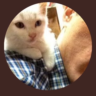 本日中に売れなければ300円❗️最新作✨ポスカサイズ額付き「千載一遇にゃんこ」 納車動画#3】🔸大型SS初乗り⤴️エンスト祭り❗仲間のバイクを