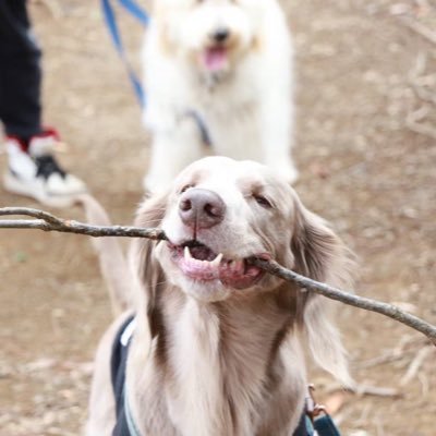 MARIE🐶さんのプロフィール画像