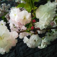 ムラサキイロ (@fxwayukiyama) Twitter profile photo