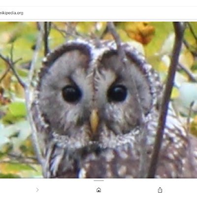 BL1xLoJHyL84133's profile picture. 