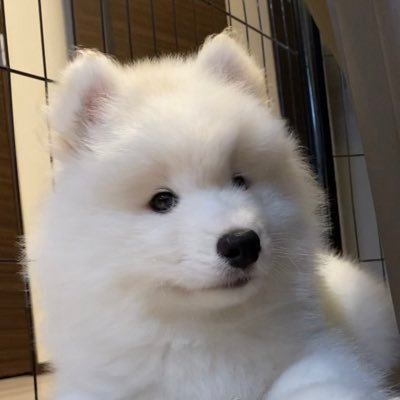 Samoyed_eden Profile Picture