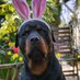 Rottweiler_Gang_ (@rottweilergang_) Twitter profile photo Rottweiler_Gang_ (@rottweilergang_) Twitter profile photo