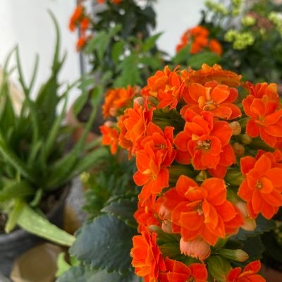 F20783235's profile picture. 