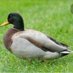 duck man (@vincentvandoggo) Twitter profile photo duck man (@vincentvandoggo) Twitter profile photo