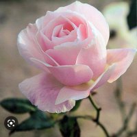 Rinarosa (@rinarosa0806) 's Twitter Profile