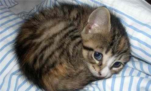 LilKillerDamon's profile picture. belongs to @MesmerizngDeath -meows- Role-play