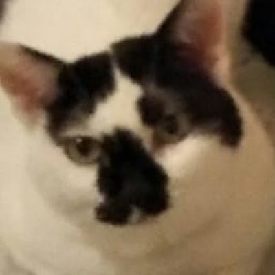 komanekomame's profile picture. 